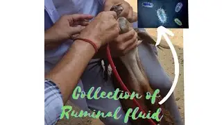 Collection of Ruminal fluid from goat 🐐