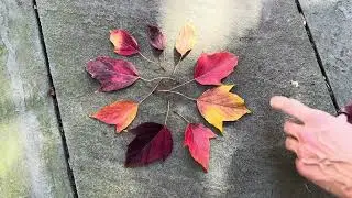 Lunchtime Tour: Maples