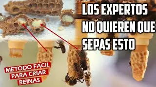 How to Raise Queen Bees Easy Method 