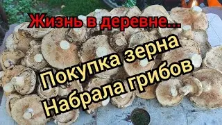 Жизнь в деревне.Купили зерно.Лучший отдых это поход за грибами.Гости уехали,остались одни...