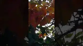 Doğa görüntüsü