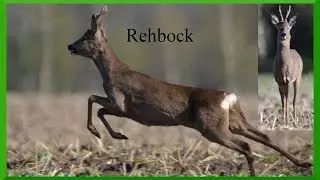 Rehbock
