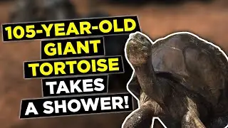 Megan stops by the farm to visit the tortoises