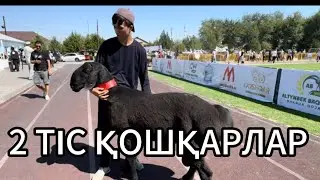 Түркістан облысы ҚОЙ КӨРМЕСІ-2 ТІС ҚОШҚАРЛАР