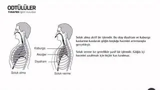 TUNAFEN Biyoloji - Solunum Sistemi 2
