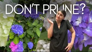EASIEST way to think about hydrangea pruning — 🛑 worrying