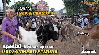 TERUPDATE HARI INI‼️HARGA KAMBING BETINA SUPERAN  SPESIAL HARI SUMPAH PEMUDA  DI  PASAR DAMPIT