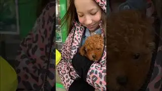 Первая встреча со своим щенком 🐶! Той-пудель❤️