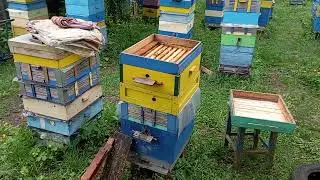 Очередной осмотр и расширение пчелосемей