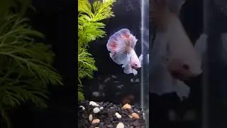 Stunning Halfmoon Rosetail Betta Fish: A Closer Look
