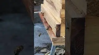 Bees are prepping for the Winter ❤️