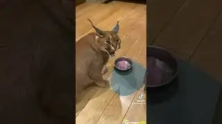 Arkadaşımın çok tatlı ve masum diye anlattığı kedisi