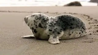 beautiful animal