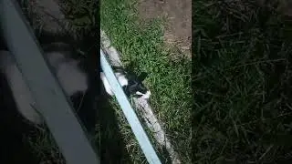 Хитрая лиса #собака #юмор #funny