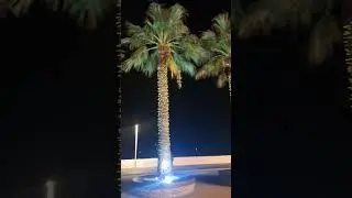 Сочи 2024г