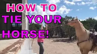 Training A Rescue Part 2- Intro To Tying