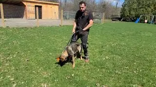 Day 1 IGP / Schutzhund tracking with Gage