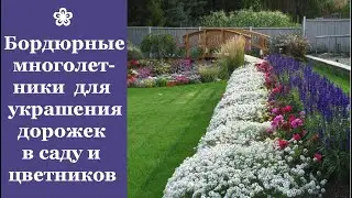❀ Самые красивые бордюрные многолетники для украшения дорожек в саду и цветников