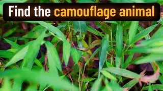 Find the camouflage animal 2022 Quiz