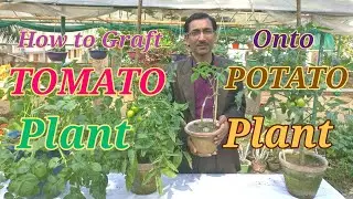 How to Graft Tomato on to Potato Plant