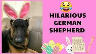 THIS is What Happens When a German Shepherd Falls in Love! A Hilarious Easter Love Story 😂🐣
