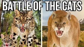 Ranking All 7 Continents By Their Largest Cat - From Smallest To Largest
