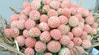 Pineberry