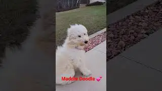 Doodle in the wind