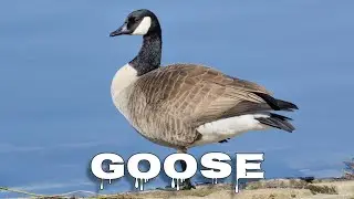 Canada goose honking