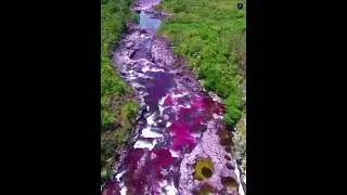 Колумбия. Река Каньо-Кристалес.