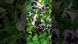 В приложении StoryBeat ты сможешь создавать такие же классные видео: http://storybeatapp.com/