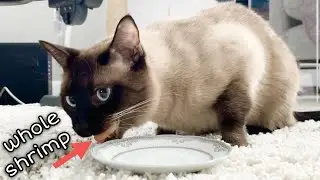 Siamese Cat Eats a Shrimp!