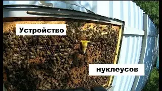 Пчеловодство на заборе. Устройство и заселение заборных нуклеусов
