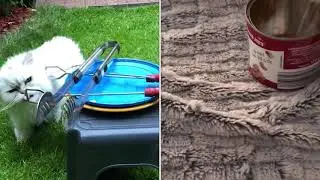 Кот 18 лет зарабатывает на еду мытьем посуды / cat of 18 years earns bis food by washing dishes
