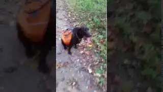 Buddy's New Backpack