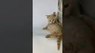 Милый Шон.