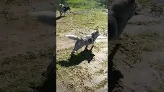вот им по кайфу #dog