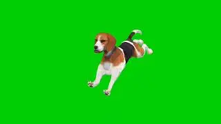 cut dog up green screen video footage no copyright  