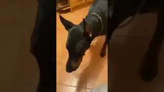 Кушает морковку
