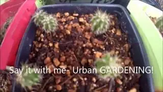 Urban Gardening's Cactus Seed Starter-Put to the Test!