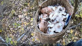 Как искать и собирать подтопольники (рядовка тополевая)