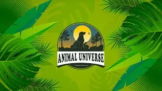 Animal Universe | Introduction