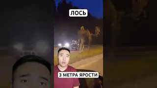 Лось: Олень На Стероидах