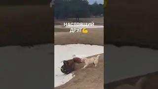 Крепкая собачья дружба 