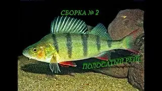 Сборка рыбалок 2! Ловим Вместе с RP & РечицаFC!