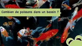 Combien de poissons dans le bassin du jardin ?
