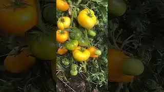 Томат «Мистер Сноу»в любимчиках!
