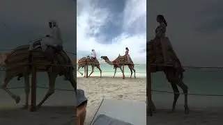Одногорбого верблюда я ещё не жарил)