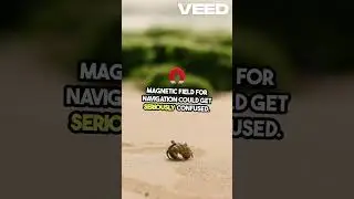 Earth's Magnetic Field  Shocking Polarity Switch!