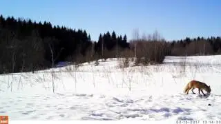 Лиса в фотоловушке
